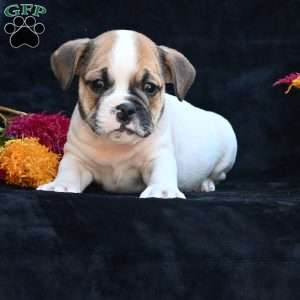 Jax, Miniature Bulldog Puppy